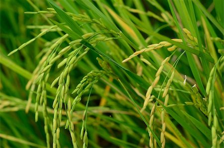 Rice crop agriculture Stock Photo - Budget Royalty-Free & Subscription, Code: 400-06068053