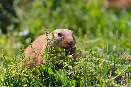 A marmot eats into the field Foto de stock - Super Valor sin royalties y Suscripción, Código: 400-06068207