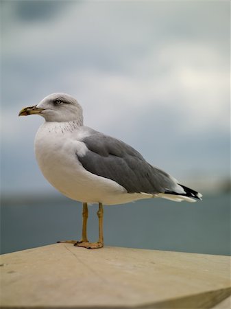 simsearch:400-04277227,k - Gull on a rock against the sea Stock Photo - Budget Royalty-Free & Subscription, Code: 400-06068219