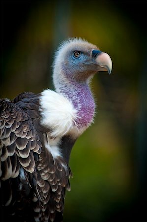 falconry - griffon vulture Stock Photo - Budget Royalty-Free & Subscription, Code: 400-06068235