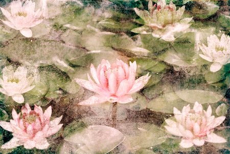 simsearch:400-04424294,k - Water Lily on dirty grunge textured canvas Stock Photo - Budget Royalty-Free & Subscription, Code: 400-06068658