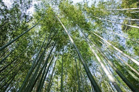 Green japanese bamboo forest seen from below Stock Photo - Budget Royalty-Free & Subscription, Code: 400-06068652