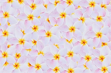 simsearch:400-04427380,k - Frangipani flowers background  use in spa Photographie de stock - Aubaine LD & Abonnement, Code: 400-06068691