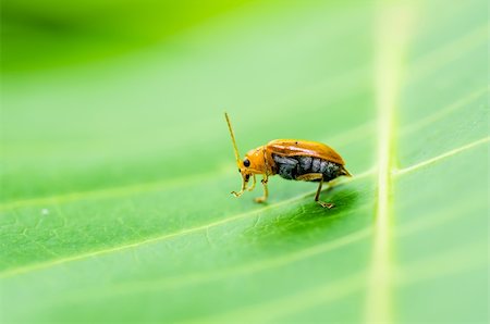 simsearch:400-06427911,k - orange beetle in green nature or the garden Stock Photo - Budget Royalty-Free & Subscription, Code: 400-06068716