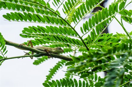 simsearch:400-04914866,k - Lizard on the tree in green nature or in park or in the garden Stock Photo - Budget Royalty-Free & Subscription, Code: 400-06068748