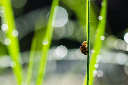 simsearch:400-06427911,k - ladybug ladybug and sunlight bokeh in the green nature or in the garden Stock Photo - Budget Royalty-Free & Subscription, Code: 400-06068759
