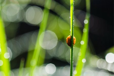 simsearch:400-06427911,k - ladybug ladybug and sunlight bokeh in the green nature or in the garden Stock Photo - Budget Royalty-Free & Subscription, Code: 400-06068760