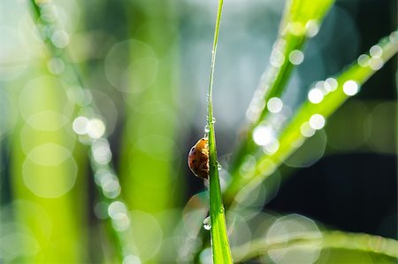 simsearch:400-06427911,k - ladybug ladybug and sunlight bokeh in the green nature or in the garden Stock Photo - Budget Royalty-Free & Subscription, Code: 400-06068761