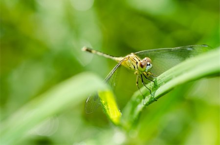 simsearch:400-04364178,k - dragonfly dragonfly and sunligh in garden or in green nature Foto de stock - Royalty-Free Super Valor e Assinatura, Número: 400-06068762