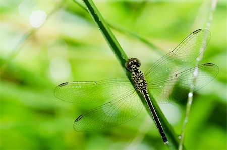 simsearch:400-04364178,k - dragonfly macro in garden or in green nature Foto de stock - Royalty-Free Super Valor e Assinatura, Número: 400-06068774