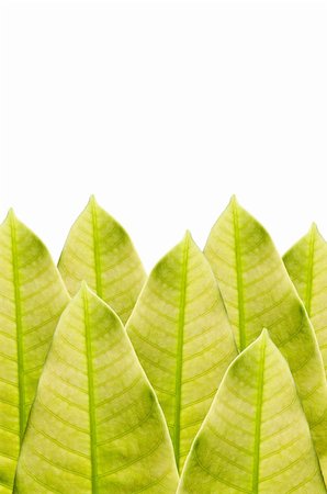 Green leaf isolated in green nature Photographie de stock - Aubaine LD & Abonnement, Code: 400-06068782