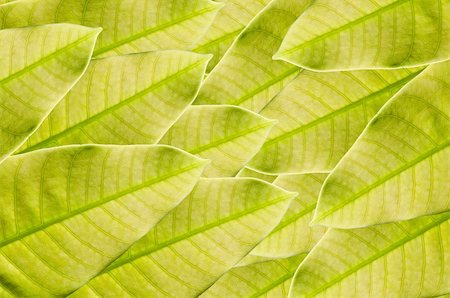 sweetcrisis (artist) - Green leaf background in green fresh nature Photographie de stock - Aubaine LD & Abonnement, Code: 400-06068783