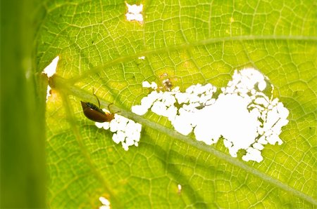 simsearch:400-06427911,k - orang beetle eat leaf and sunlight macro Stock Photo - Budget Royalty-Free & Subscription, Code: 400-06068792