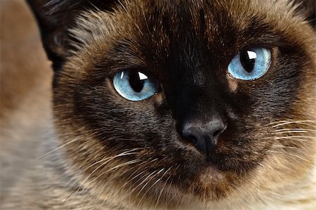 close up of cute blue-eyed siamese cat Photographie de stock - Aubaine LD & Abonnement, Code: 400-06068864