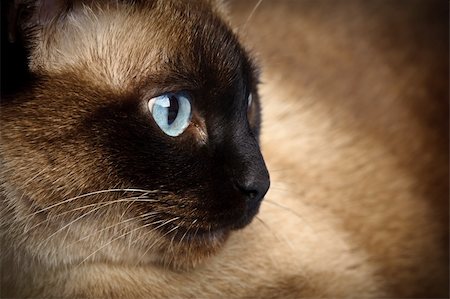 starush (artist) - facial close up of cute blue-eyed siamese cat Stockbilder - Microstock & Abonnement, Bildnummer: 400-06068865