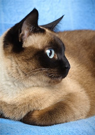 close up of cute blue-eyed siamese cat Photographie de stock - Aubaine LD & Abonnement, Code: 400-06068866