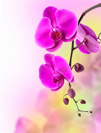 simsearch:400-04632547,k - beautiful purple orchid on white background Foto de stock - Super Valor sin royalties y Suscripción, Código: 400-06068967