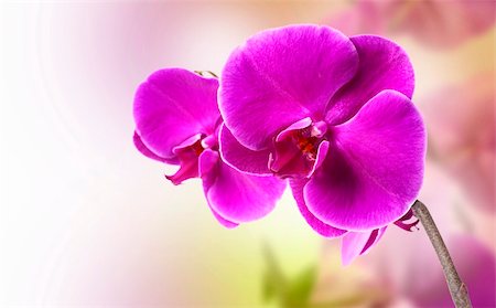 simsearch:400-04632547,k - beautiful purple orchid on white background Foto de stock - Super Valor sin royalties y Suscripción, Código: 400-06068968