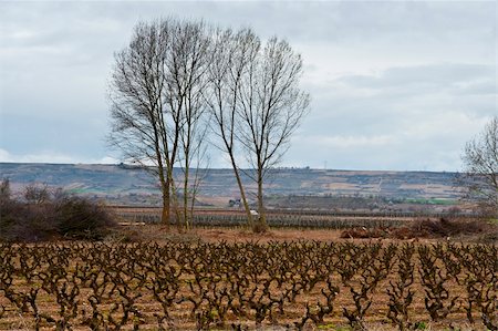 dry grapes - Rows of Vines on The Field in Spain in Early Spring Photographie de stock - Aubaine LD & Abonnement, Code: 400-06069004