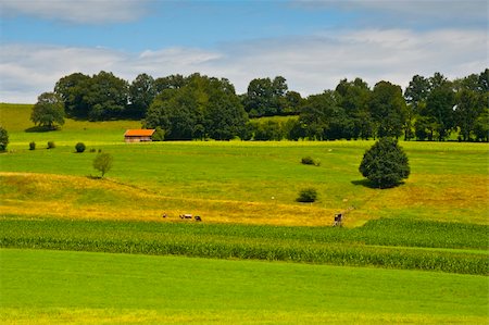 dirt hill land - Plantation of Fodder Corn in Southern Bavaria, Germany Stock Photo - Budget Royalty-Free & Subscription, Code: 400-06069054