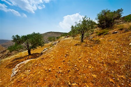 Olive Grove on the Slopes of the Mountains of Samaria, Israel Stockbilder - Microstock & Abonnement, Bildnummer: 400-06069084