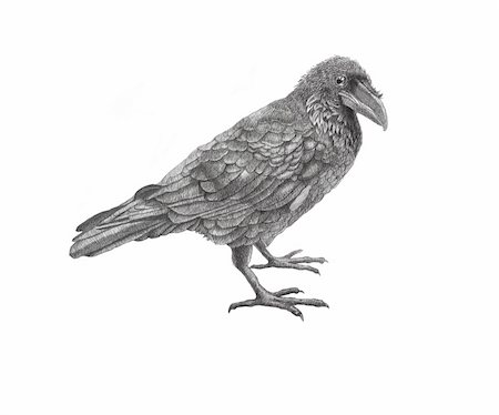 simsearch:400-07217139,k - Raven,jpeg, Digital drawing.art.The king - a raven.Old a clever raven. Photographie de stock - Aubaine LD & Abonnement, Code: 400-06069140