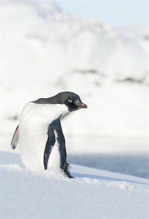 simsearch:400-08552921,k - Adelie penguin looking to the side. Stock Photo - Budget Royalty-Free & Subscription, Code: 400-06069156