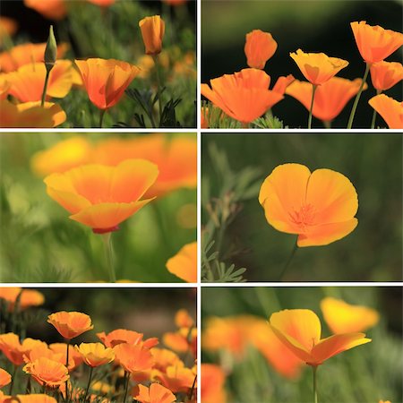 simsearch:400-06555366,k - mixed collage pictures of oranges California poppies Fotografie stock - Microstock e Abbonamento, Codice: 400-06069169