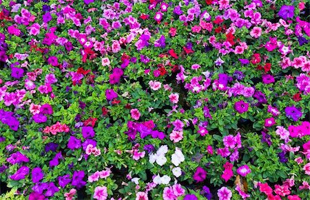 simsearch:400-04424294,k - Nursery of flowers and plants for garden Stock Photo - Budget Royalty-Free & Subscription, Code: 400-06069261
