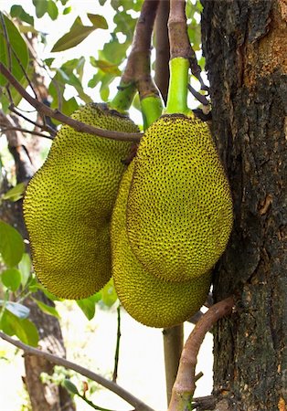 Jack Fruit hanging on the tree in Thailand Stock Photo - Budget Royalty-Free & Subscription, Code: 400-06069318