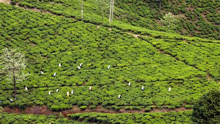 simsearch:400-06921179,k - Women picking tea leaves on tea plantations Fotografie stock - Microstock e Abbonamento, Codice: 400-06069396