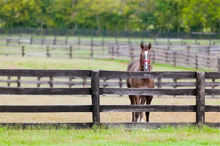 Image of a beautiful brown horse standing by the fence Stock Photo - Budget Royalty-Free & Subscription, Code: 400-06069578