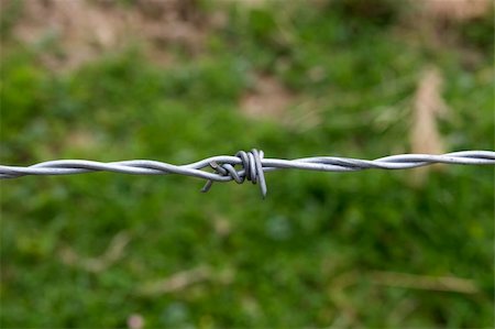 simsearch:400-04735037,k - single barb on a barbed wire fence against a green background Stockbilder - Microstock & Abonnement, Bildnummer: 400-06069686
