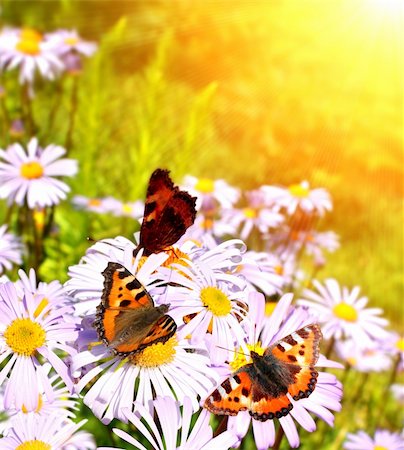 Bright butterflys on lilac flowers Photographie de stock - Aubaine LD & Abonnement, Code: 400-06069769