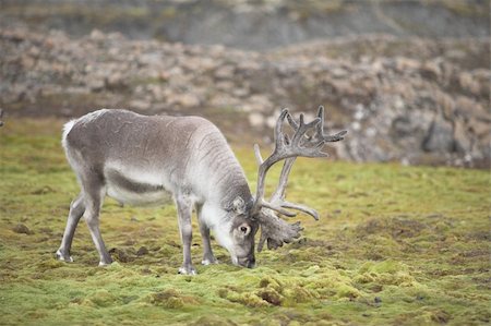 Wild Arctic reindeer in natural habitat Stock Photo - Budget Royalty-Free & Subscription, Code: 400-06060486