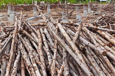 Pile of eucalyptus tree wood for construction Stock Photo - Budget Royalty-Free & Subscription, Code: 400-06060526