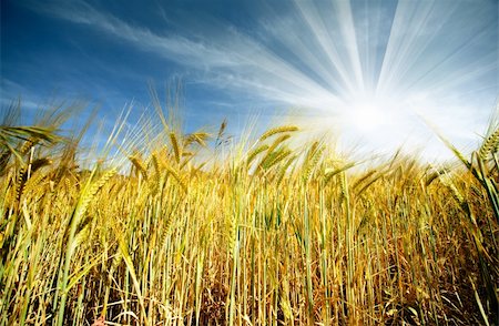 Idyllic wheat field and sunshine Stock Photo - Budget Royalty-Free & Subscription, Code: 400-06060579