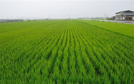 rice harvesting in japan - countryside rice field in southern Japan at calm rainy weather Stock Photo - Budget Royalty-Free & Subscription, Code: 400-06061412