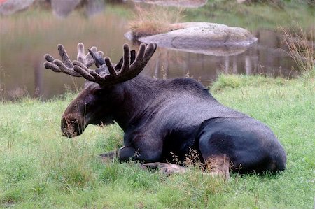 Moose lying in the grass Stock Photo - Budget Royalty-Free & Subscription, Code: 400-06061571