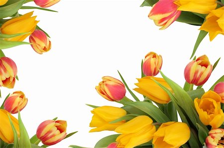 simsearch:400-06356460,k - Tulip flowers in yellow and red striped colours forming a border on white background. Foto de stock - Super Valor sin royalties y Suscripción, Código: 400-06061742