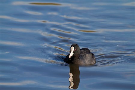 foulque - A beautiful Coot swimming on the lake Photographie de stock - Aubaine LD & Abonnement, Code: 400-06062026