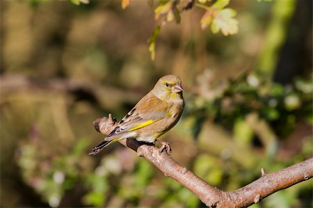 european greenfinch - Greenfinch (Carduelis chloris) perched on a branch Stock Photo - Budget Royalty-Free & Subscription, Code: 400-06062022