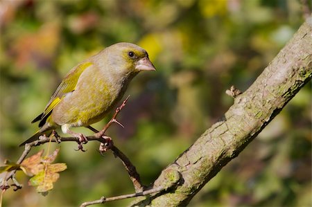 european greenfinch - Greenfinch (Carduelis chloris) perched on a branch Stock Photo - Budget Royalty-Free & Subscription, Code: 400-06062023