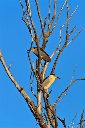 night heron (nycticorax nycticorax) on a branch . Danube Delta, Romania Fotografie stock - Microstock e Abbonamento, Codice: 400-06062076