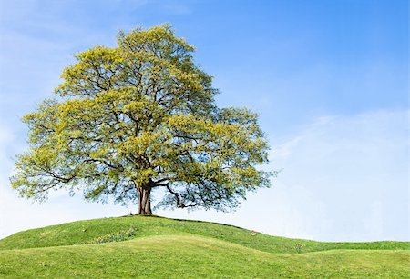 ely - Green chestnut tree isolated Photographie de stock - Aubaine LD & Abonnement, Code: 400-06062084