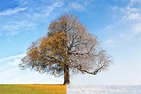 Collage tree consists of half  summer and half winter parts of the image Stock Photo - Budget Royalty-Free & Subscription, Code: 400-06062085