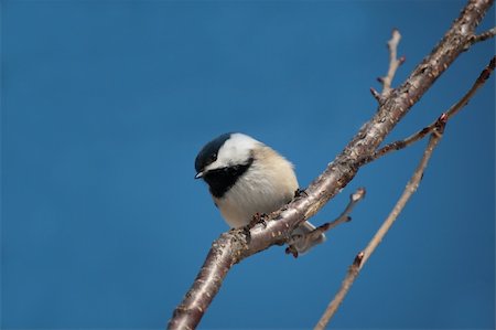 A chickadee perches on a small branch with a blue sky in the background. Photographie de stock - Aubaine LD & Abonnement, Code: 400-06062141