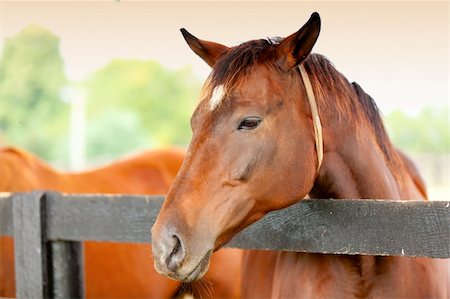 simsearch:400-06089269,k - Portrait of a beautiful brown horse by the fence Foto de stock - Super Valor sin royalties y Suscripción, Código: 400-06062272