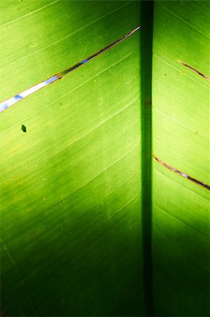 forgiss (artist) - Background texture of a palm leaf with sun shining from behind the leaf. Shallow depth of field Photographie de stock - Aubaine LD & Abonnement, Code: 400-06062477