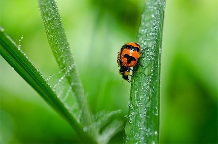 simsearch:400-06427911,k - ladybug in the green nature or in the garden Stock Photo - Budget Royalty-Free & Subscription, Code: 400-06062734